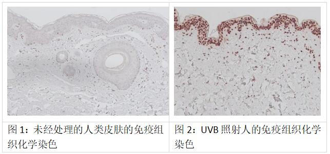 中英文说明书丨艾美捷环丨丁丨烷嘧啶二聚体CPD介绍