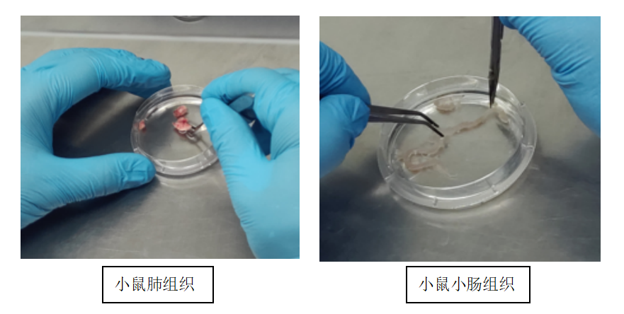 第7期类器官培训班精彩回顾