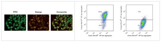 MITO-ID 线粒体膜电位检测试剂盒的作用机制和应用