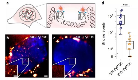 荧光标记可以附着在人类活细胞的DNA G-四联体上