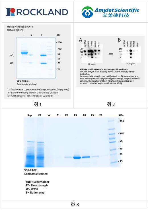 Rockland丨Rockland蛋白质表达和纯化解决方案 Rockland丨Rockland蛋白质表达和纯化解决方案