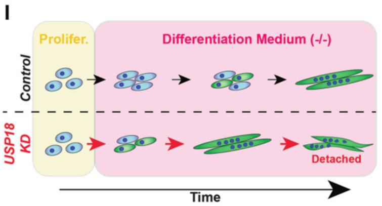 关节软骨干细胞的早期来源及决定关节软骨细胞分化的关键基因
