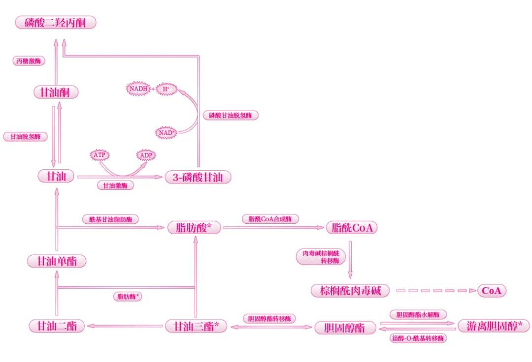 常见用于评价脂肪酸代谢系列的生化检测指标
