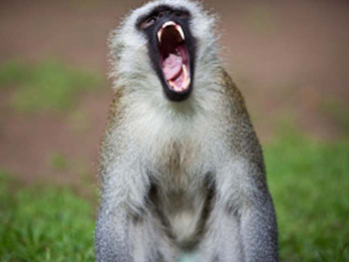 细胞百科之----Vero细胞（非洲绿猴肾细胞）