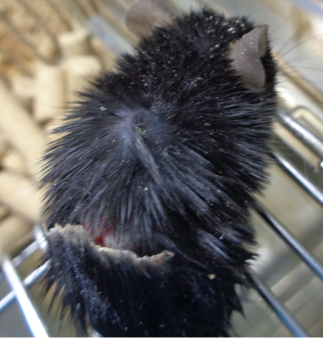 鼠皮肤状态异常怎么办