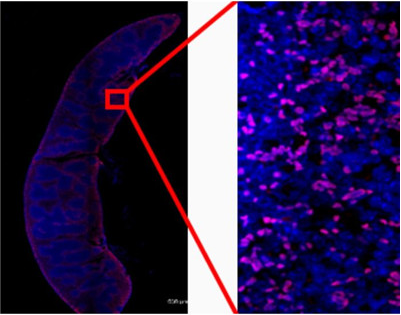 Ichorbio抗小鼠CD8(YTS-169)体内抗体(低内毒素)，热门产品限时优惠