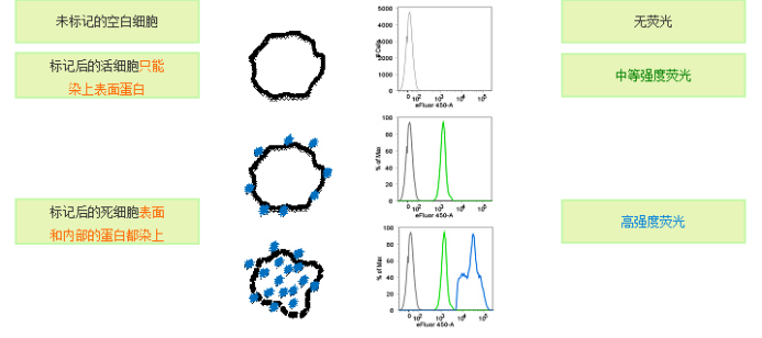 Fixable Viability Dye 死活细胞鉴定染料