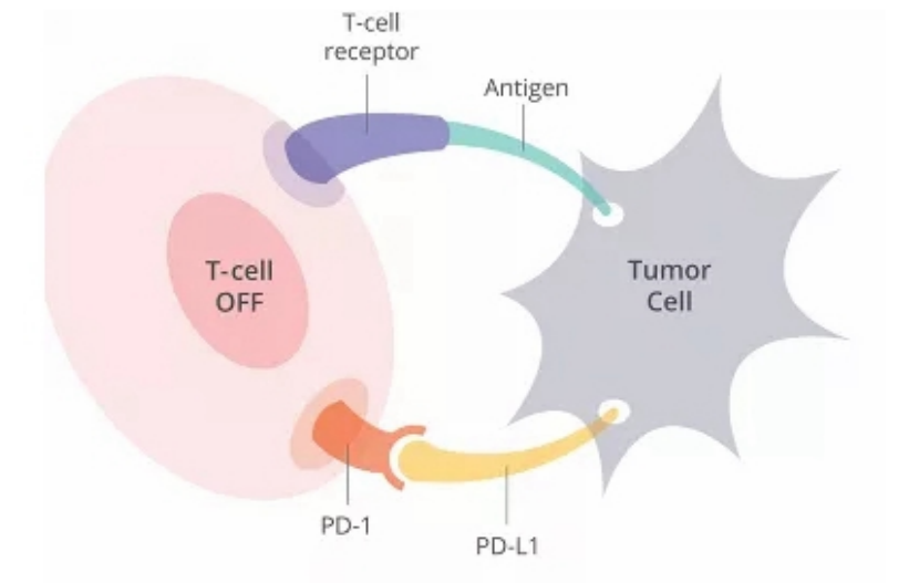 千万人中，总能寻到你！PD-1与PD-L1的那些事