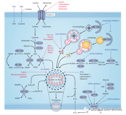细胞凋亡、焦亡、铁死亡、铜死亡、细胞自噬及相关蛋白标志物