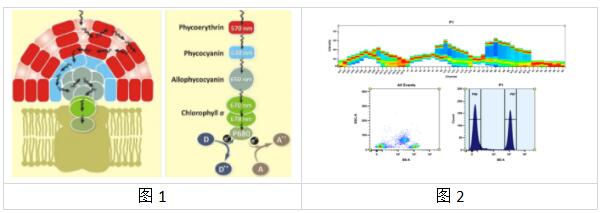 艾美捷藻红蛋白RPE化学性质&文献参考