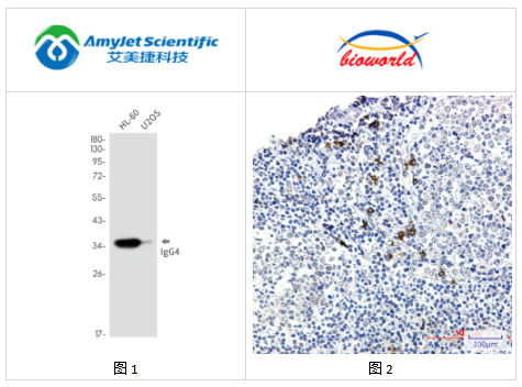 艾美捷Bioworld 人IgG4单克隆抗体解决方案