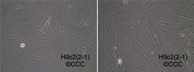 H9C2细胞培养方法