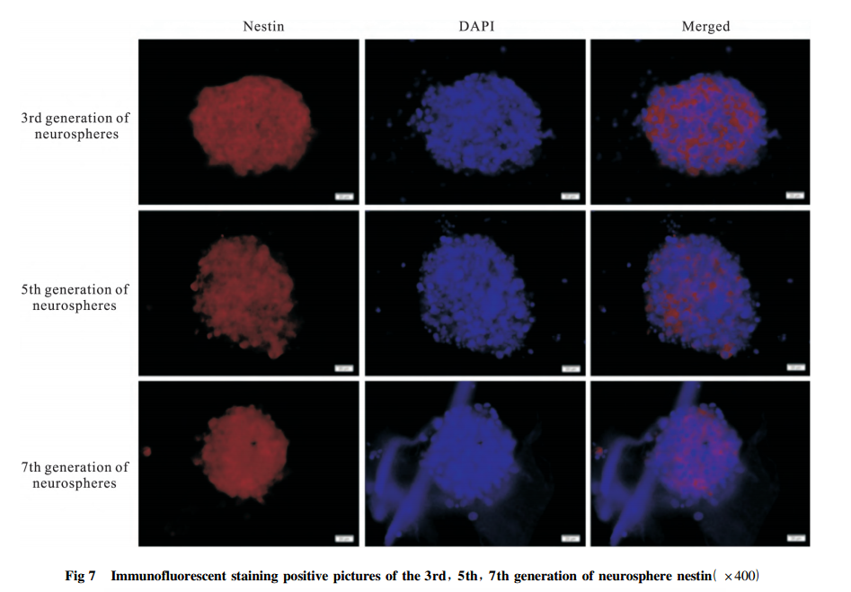 神经干细胞无血清培养必备添加物——B27