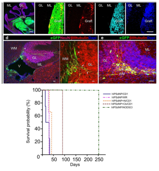 强效免疫抑制剂——环孢素A的功能与应用