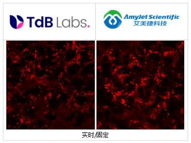 TdB Labs艾美捷Antonia红-赖氨酸葡聚糖解决方案 TdB Labs艾美捷Antonia红-赖氨酸葡聚糖解决方案