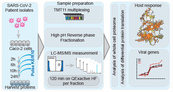 质谱发威！德国科学家给新冠做绝育！有望消灭新冠