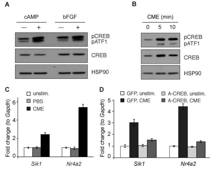 Creb1基因编辑小鼠