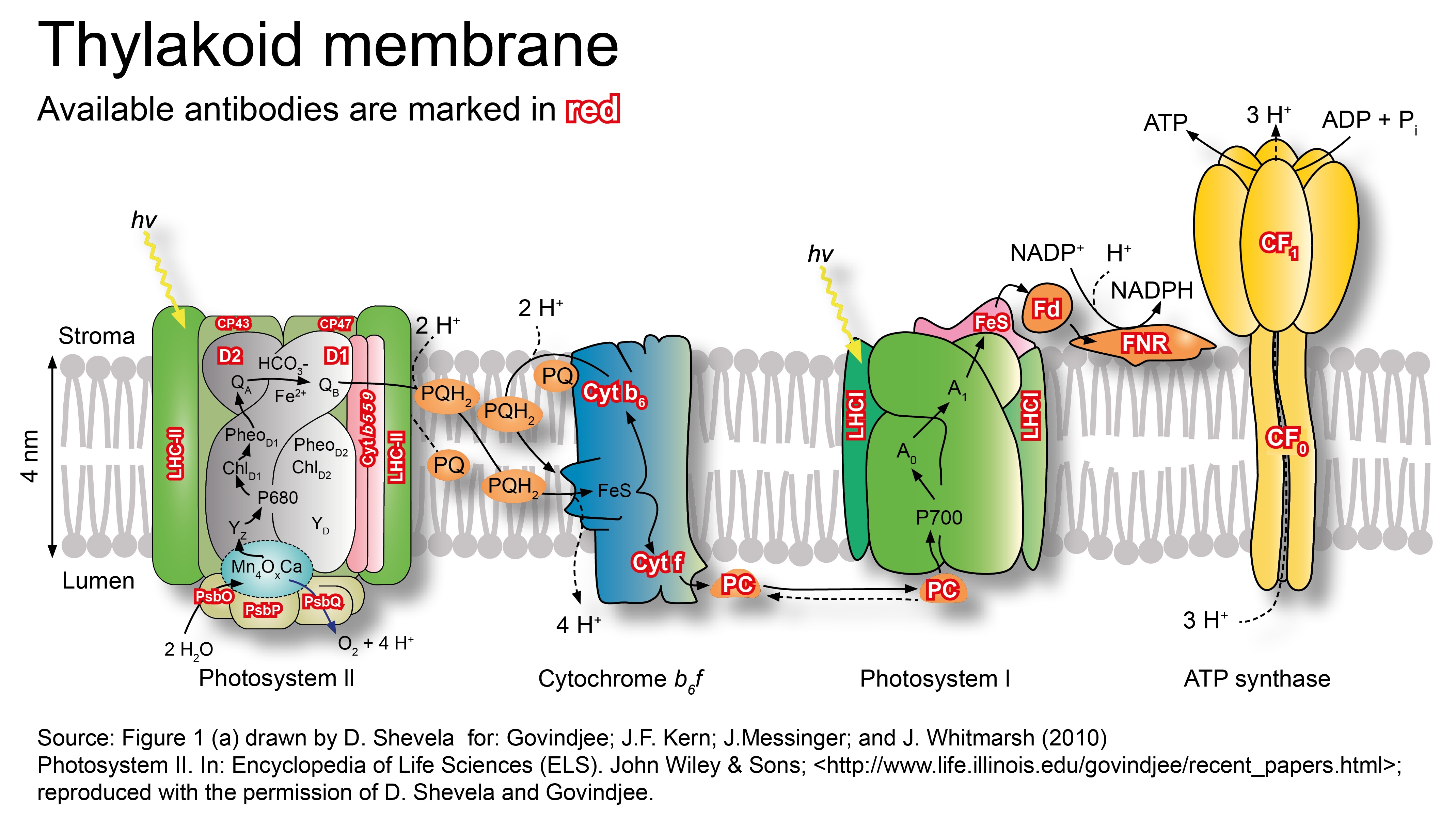 Antibodies to proteins involved in photosynthesis