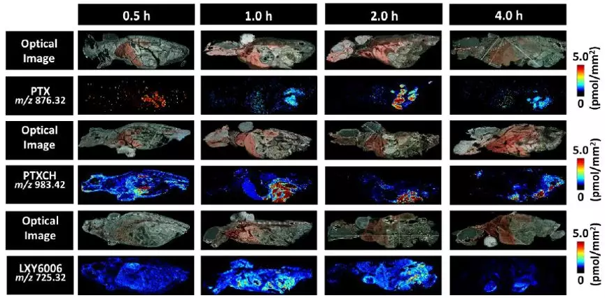 空间代谢组学实现异质性生物组织中待测物准确定量质谱成像
