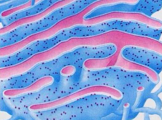 抗癌化合物靶向这种抑制恶性B细胞