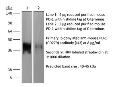 说明书丨艾美捷InVivoPlus 小鼠 PD-1抗体 (CD279)