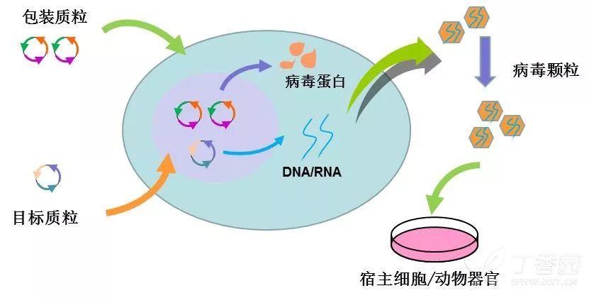 慢病毒构建原理