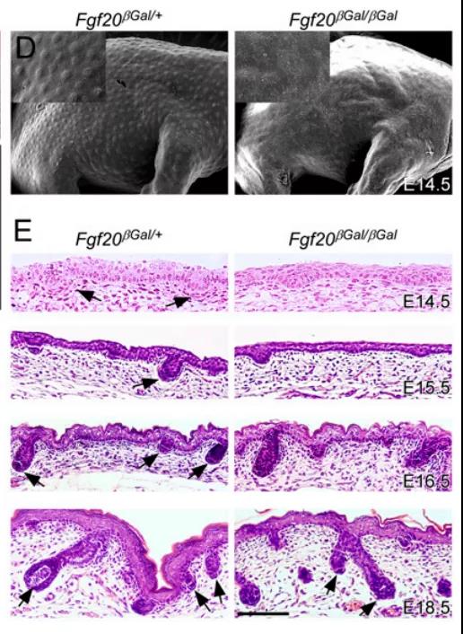 Fgf20基因编辑小鼠