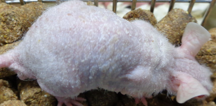 鼠皮肤状态异常怎么办