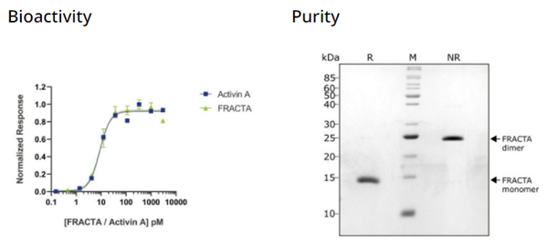 QKine重组人卵泡抑素抗性激活素A(FRACTA)蛋白(Qk035)，折扣力度空前！