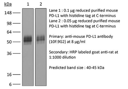 BioXCell艾美捷抗小鼠 PD-L1 (B7-H1)说明书 BioXCell艾美捷抗小鼠 PD-L1 (B7-H1)说明书