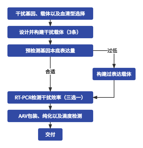 基因沉默shRNA载体设计与构建