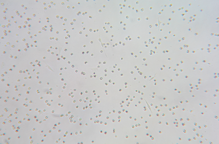 神经元分离培养 (4).png