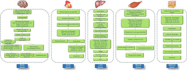 组织外泌体提取