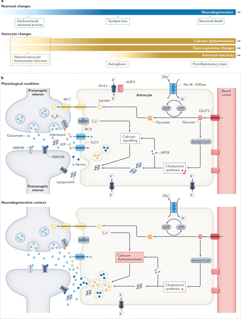 星形胶质细胞在神经退行性疾病的功能障碍、风险和进展中的作用
