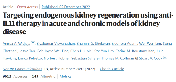 慢性肾病有救了？新研究表明IL11有望成为治疗靶点，促进肾脏再生