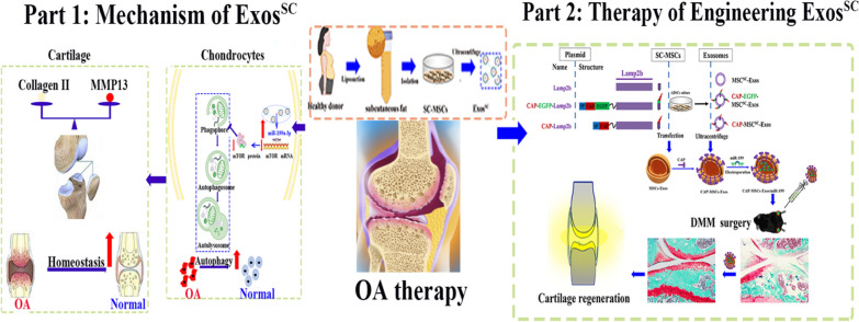 外泌体技术服务 外泌体技术服务