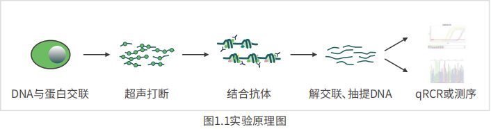 知无不「研」| 如何提升分子互作实验技能？co-IP、RIP、ChIP 傻傻分不清楚？看这一篇就够了 ～