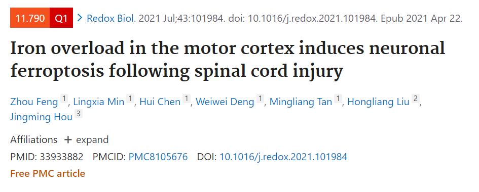 脊髓损伤后运动皮层的铁过载诱导神经细胞死亡