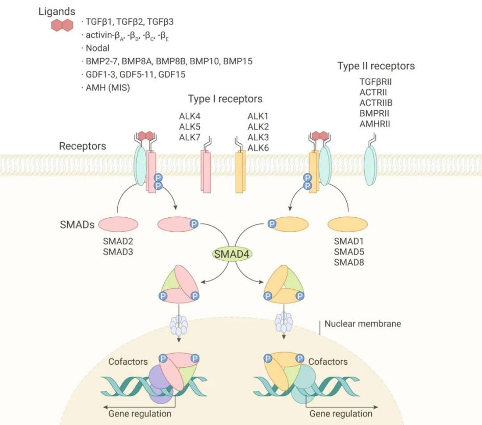 解析TGF-β的产生及其信号通路