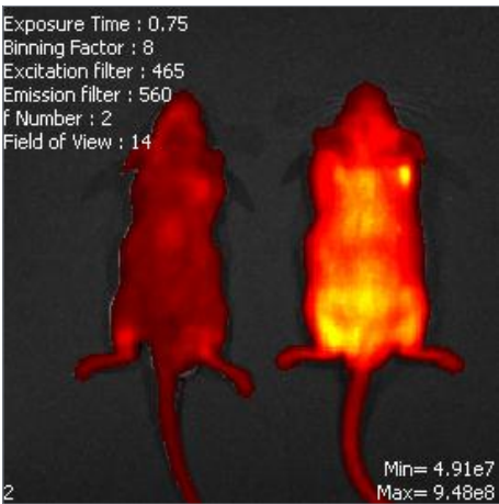 原位移植模型的动态监测难？无所谓，活体成像技术会出手！