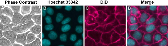 新品|细胞膜/细胞器荧光染色家族又添新成员！