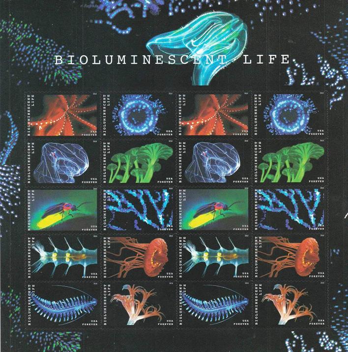 如何将自然界中的生物发光现象运用到报告基因中