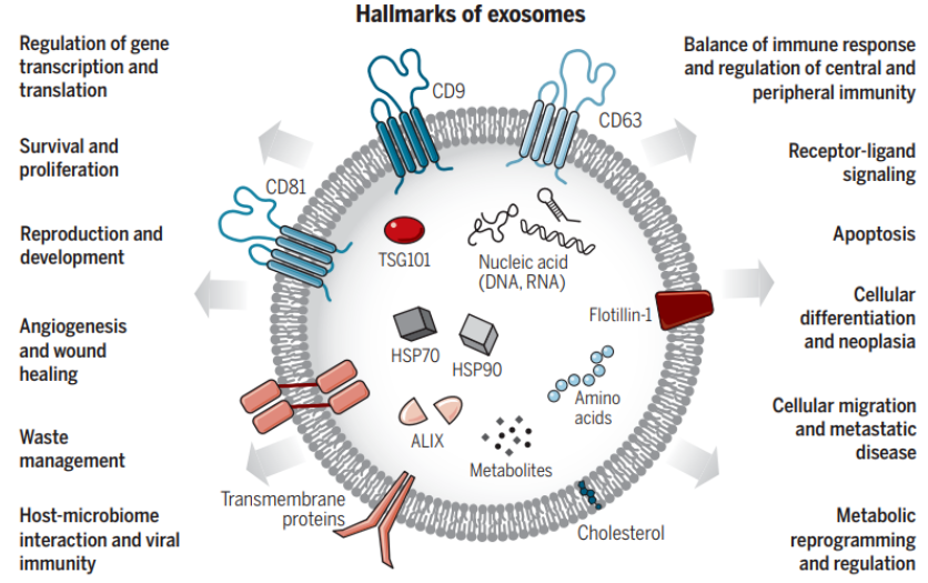 满满的外泌体干货知识，戳这里！