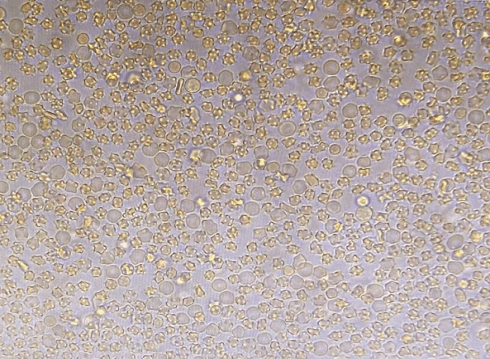 森贝伽：动物血制品常见问题解答 