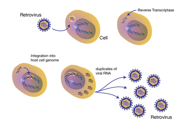 逆转录病毒滴度快速检测试剂盒，助力科研