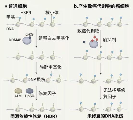 瘤细胞内积聚至高水平的多种代谢物会如何抑制DNA修复