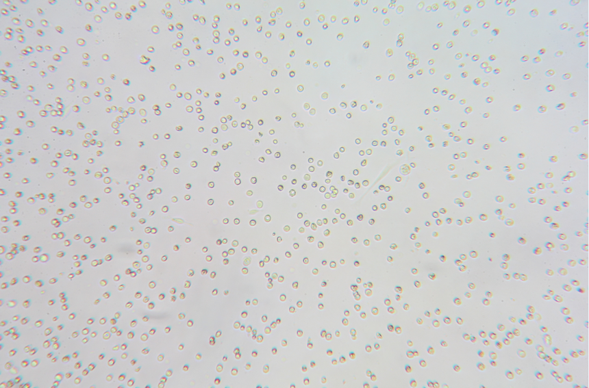 【细胞技术】海马神经元细胞分离培养实验