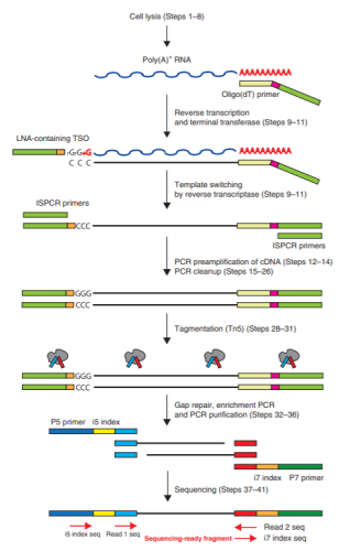 Smart-seq3xpress：更低成本、更高通量的单细胞测序技术