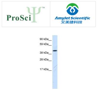 ProSci 艾美捷1110033M05RIK抗体说明书 ProSci 艾美捷1110033M05RIK抗体说明书