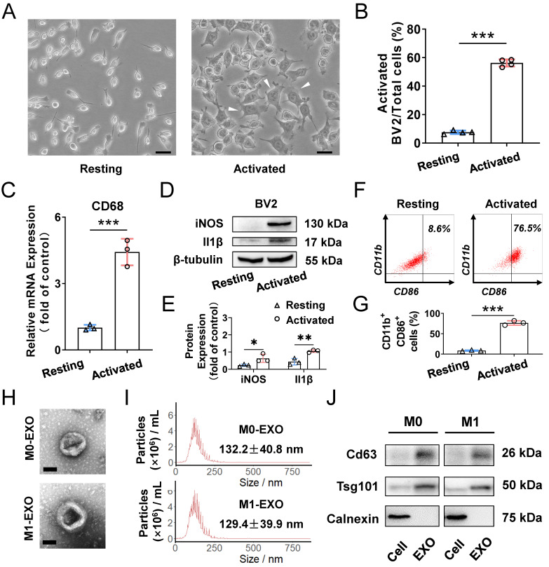 外泌体技术服务 外泌体技术服务